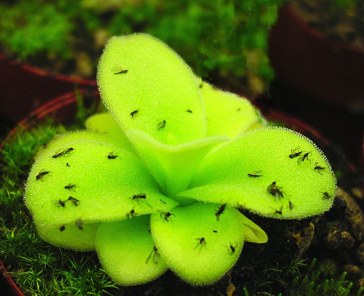 Insectivorous Plant Name, Examples, Types, Definition -_4.1
