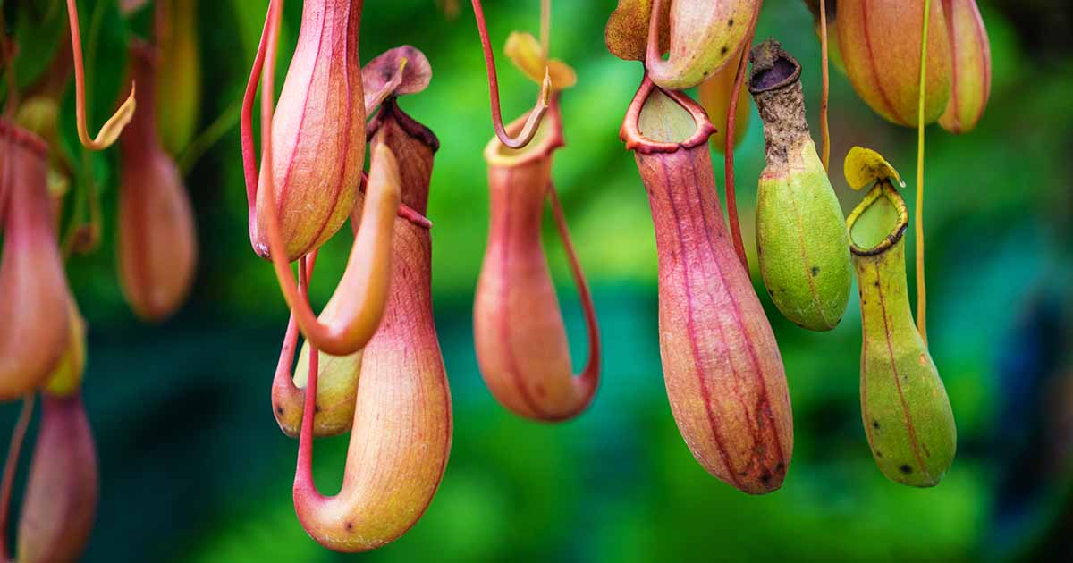 Insectivorous Plant Name, Examples, Types, Definition -_5.1