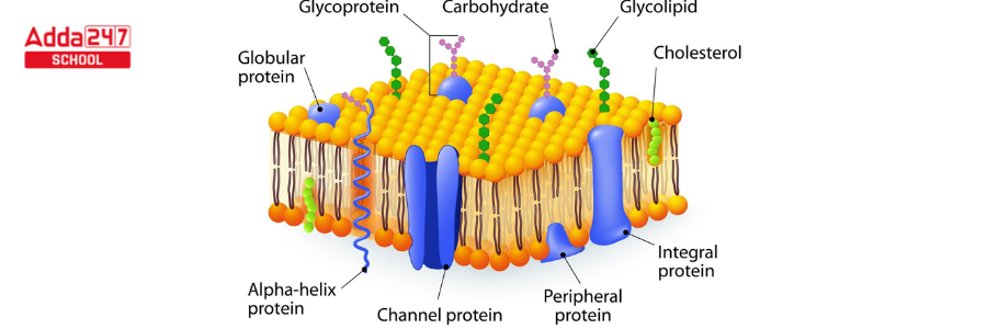 Fluid Mosaic Model of Plasma Membrane, Diagram -_3.1