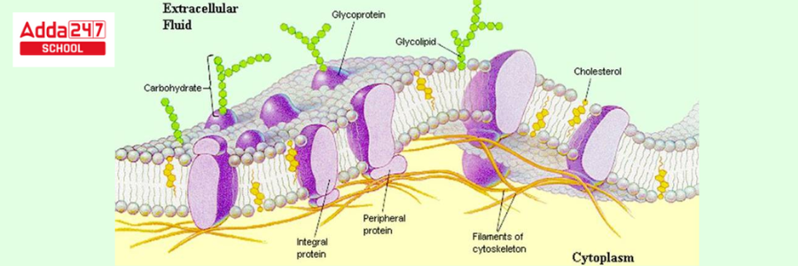 Fluid Mosaic Model of Plasma Membrane, Diagram -_4.1