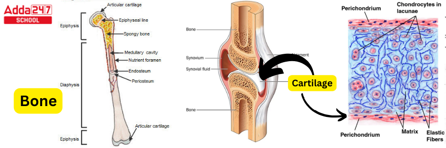 Difference Between Bone and Cartilage -_3.1