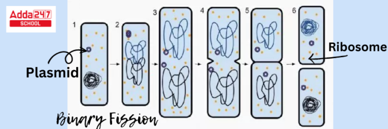 Binary Fission- Definition, Examples, Types, Steps