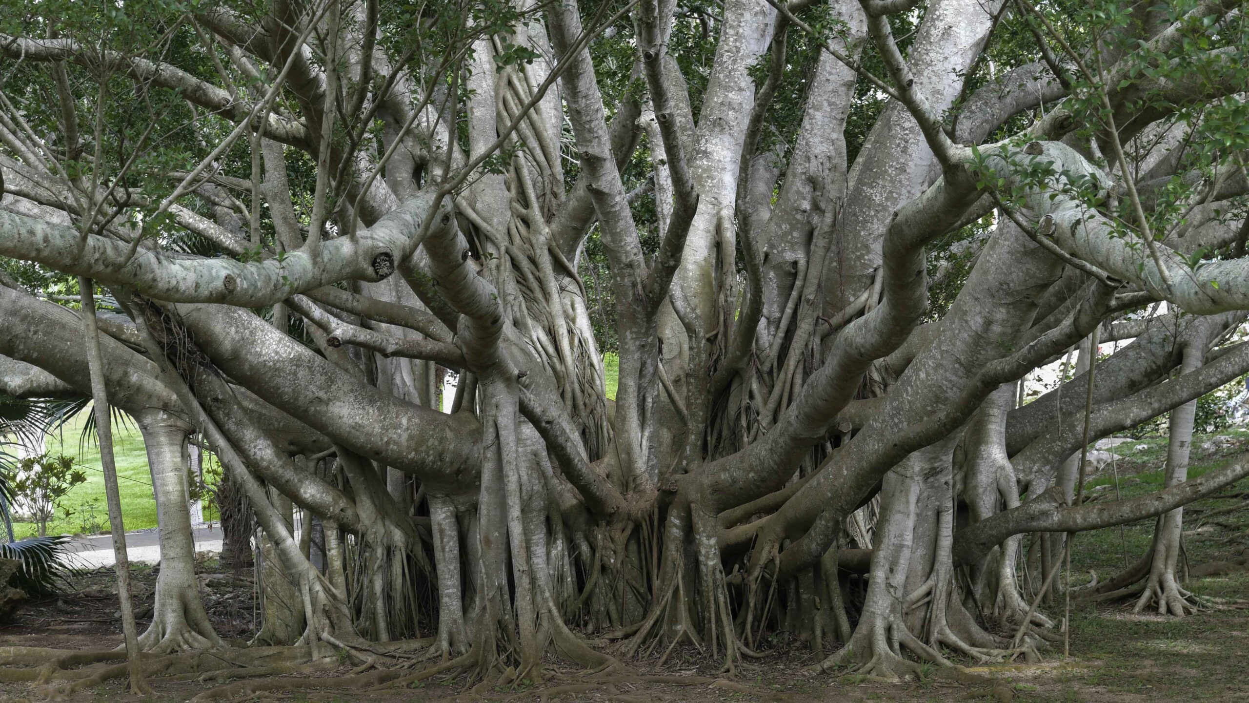50 Trees Name in English and Hindi -_3.1