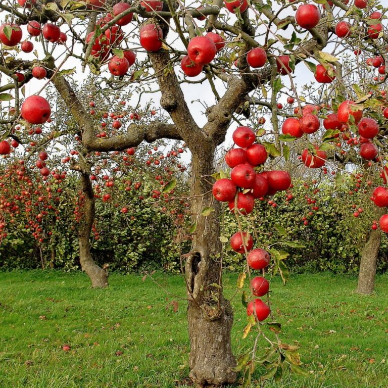 50 Trees Name in English and Hindi
