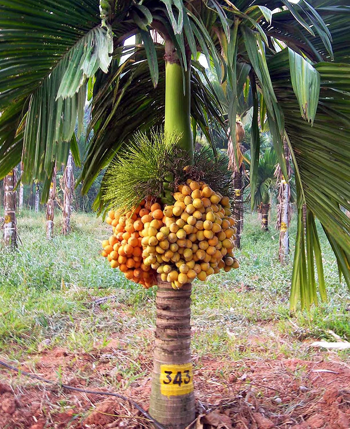 50 Trees Name in English and Hindi -_21.1