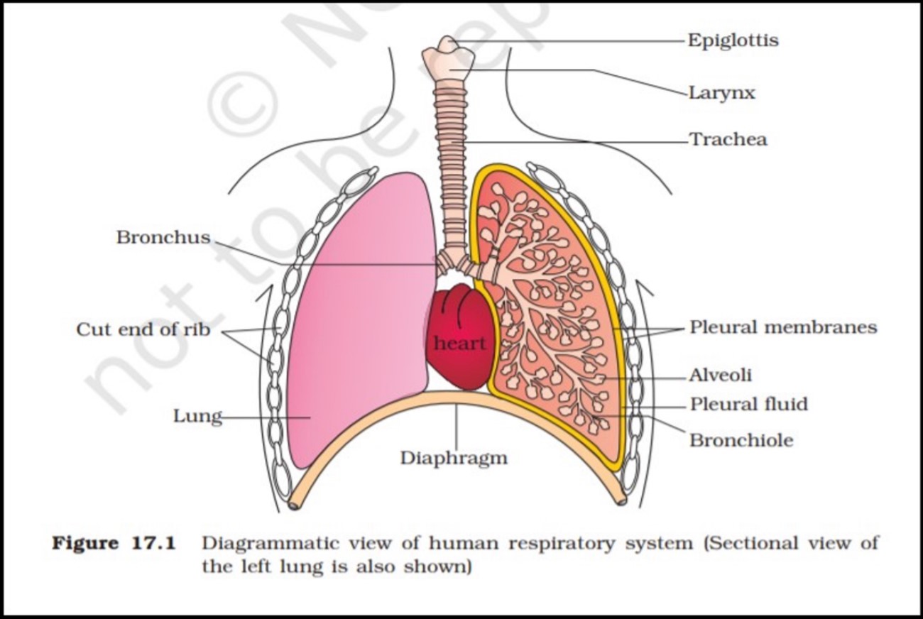 Human Respiratory System