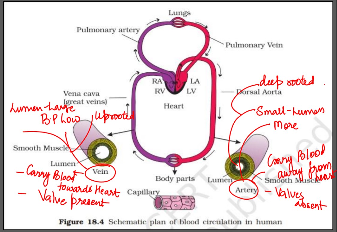 Circulation Mechanism