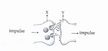 SSLC Biology Answer Key 2024 with Question Paper -_7.1