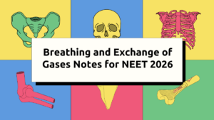 Breathing and Exchange of Gases Notes for NEET 2026