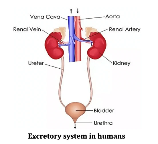 Life Processes-Excretion