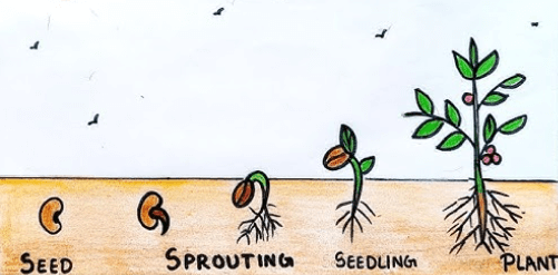 Plant Growth and Development NEET Notes: Smart Tips to Learn and Revise Fast -_7.1