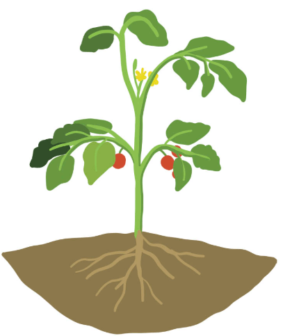 Plant Growth and Development NEET Notes: Smart Tips to Learn and Revise Fast -_4.1