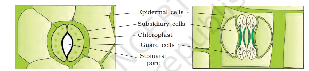 Anatomy And Flowering Plants NEET Notes (Free Download for Revision) -_4.1