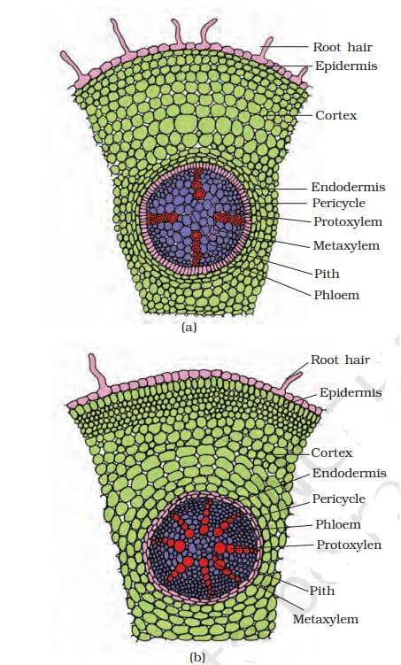Anatomy And Flowering Plants NEET Notes (Free Download for Revision) -_6.1