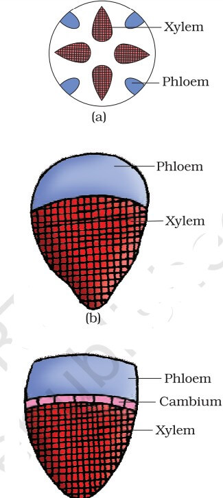 Anatomy And Flowering Plants NEET Notes (Free Download for Revision) -_5.1