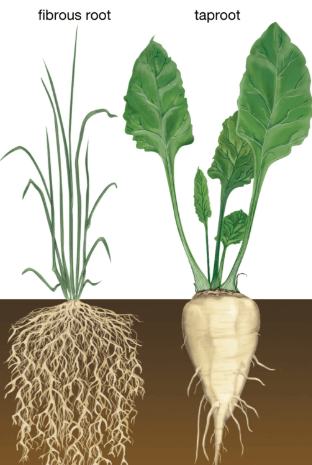 Morphology of Flowering Plants NEET Notes: Master the Scoring Concepts -_6.1