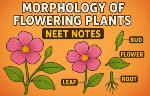 Morphology of Flowering Plants NEET Notes