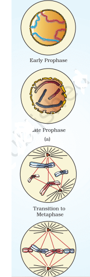 Cell Cycle and Cell Division Neet Notes Class 11 (Download Free PDF) -_4.1