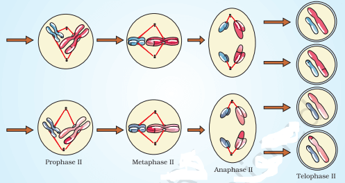 Cell Cycle and Cell Division Neet Notes Class 11 (Download Free PDF) -_6.1