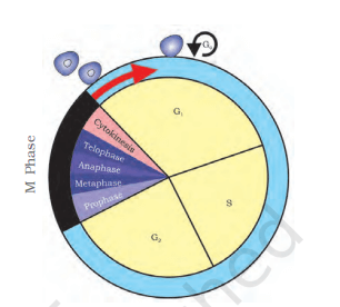 Cell Cycle and Cell Division Neet Notes Class 11 (Download Free PDF) -_3.1