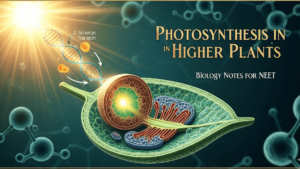photosynthesis