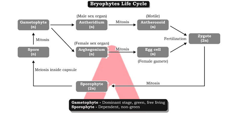 brophytes