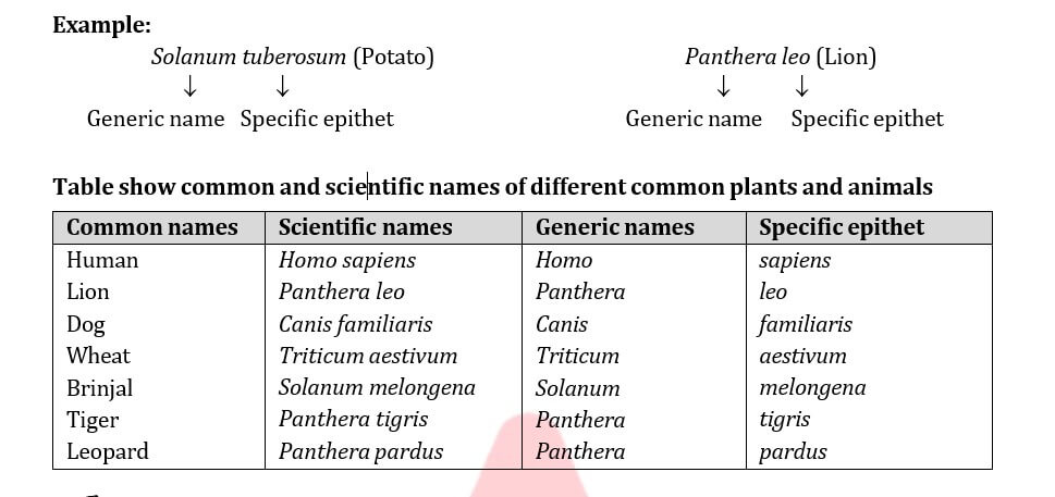nomenclature