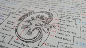 Excretory Products and Their Elimination NEET Notes, Download PDF Here