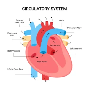 CBSE Class 12th Biology Important Diagrams & Questions -_3.1
