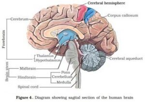 CBSE Class 12th Biology Important Diagrams & Questions -_4.1