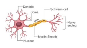 CBSE Class 12th Biology Important Diagrams & Questions -_5.1