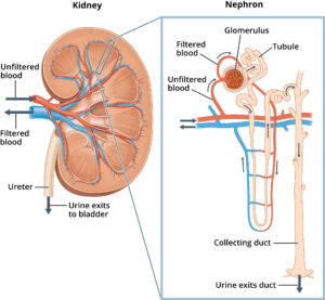 CBSE Class 12th Biology Important Diagrams & Questions -_6.1