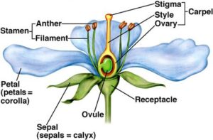 CBSE Class 12th Biology Important Diagrams & Questions -_7.1