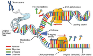 CBSE Class 12th Biology Important Diagrams & Questions -_8.1