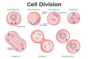 CBSE Class 12th Biology Important Diagrams & Questions -_9.1