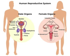 CBSE Class 12th Biology Important Diagrams & Questions -_10.1