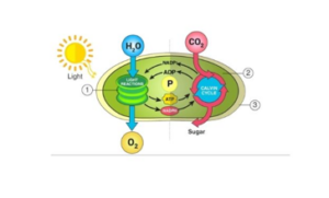 CBSE Class 12th Biology Important Diagrams & Questions -_11.1
