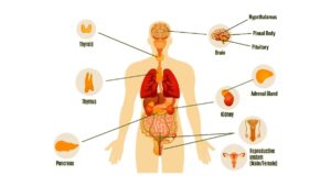 Chemical Coordination and Integration NEET Notes