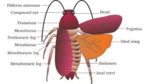 Structural Organisation in Animals NEET Notes – Class 11 Zoology