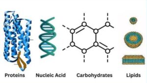 Biomolecules NEET Notes Class 11, Download PDF