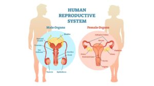 Human Reproduction NEET Notes, Download PDF