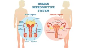 Reproductive Health NEET Notes, Download PDF