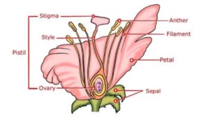 Sexual Reproduction in Flowering Plants NEET Notes, Download PDF