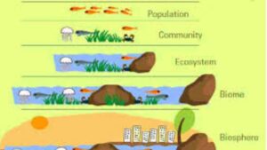Organisms and Population NEET Notes, Download PDF
