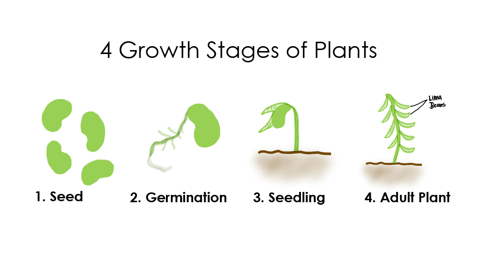 Seed Germination: Definition, Process and Factors_4.1