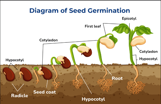 Seed Germination: Definition, Process and Factors_5.1