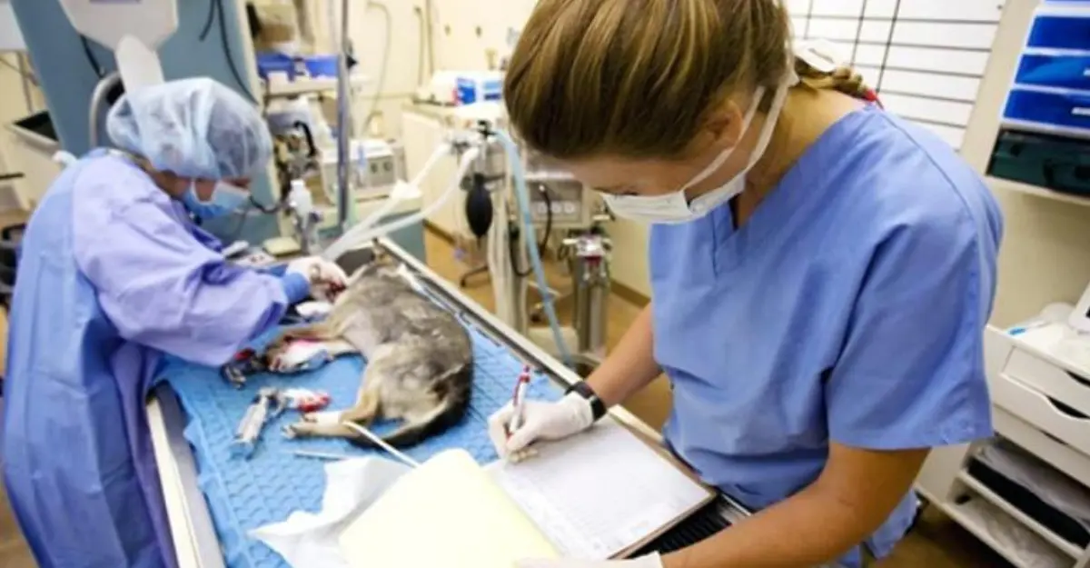 OPSC Veterinary Assistant Surgeon Recruitment 2026