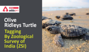 Olive Ridley Sea Turtles UPSC