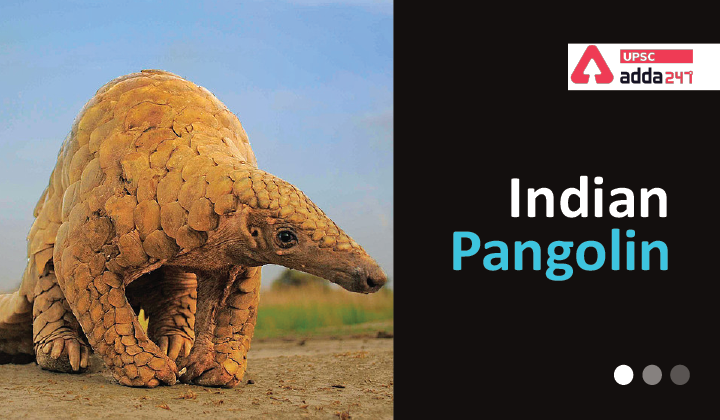 Indian Pangolin UPSC