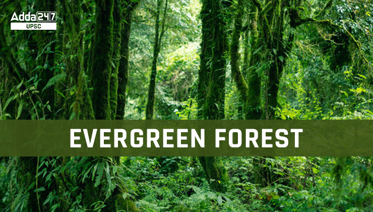 Tropical Evergreen Forest